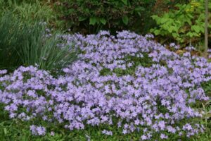 Phlox stolonifera 'Sherwood Purple'