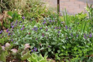 Pulmonaria-Samurai