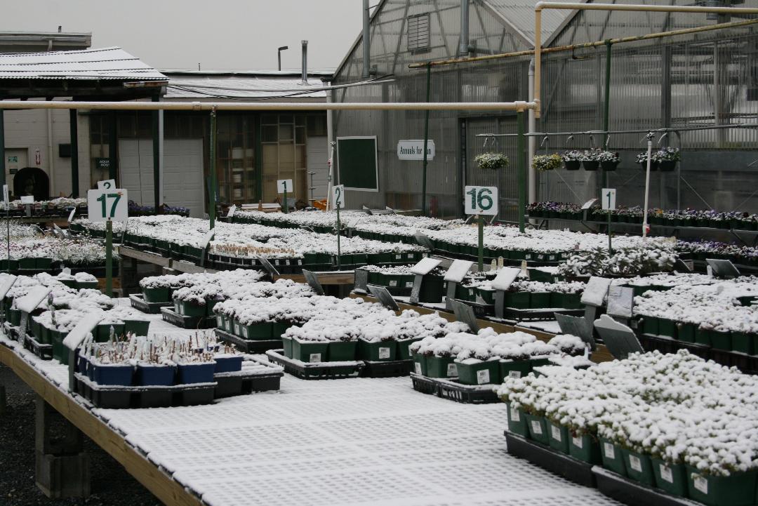 Photo of Behnke Nurseries Perennial Department, April 7, 2007 by L. Hurley