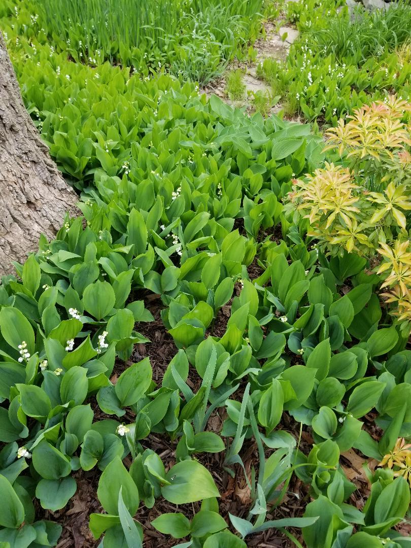 Lily of the Valley, photo taken 4/29/2020, Hurley Garden, Bethesda