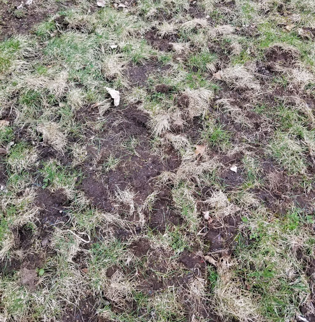 photo of a lawn in Wisc with damage from pests and other animals