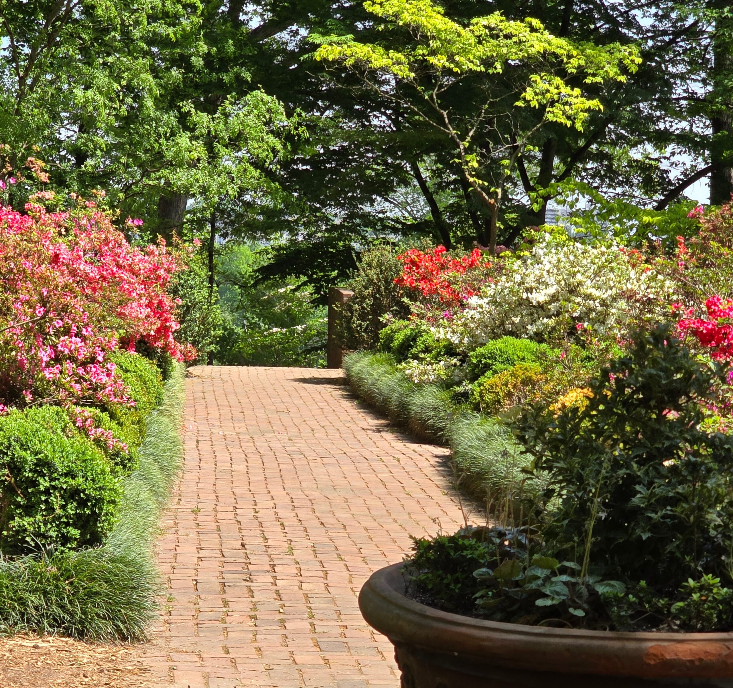 National Arboritum April 2024 National Arboritum brick pathway in the azalea garden