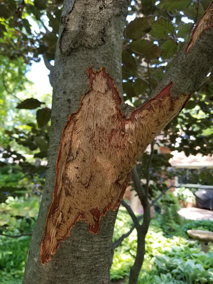 purple-leaf European Birch Damage by squirrels