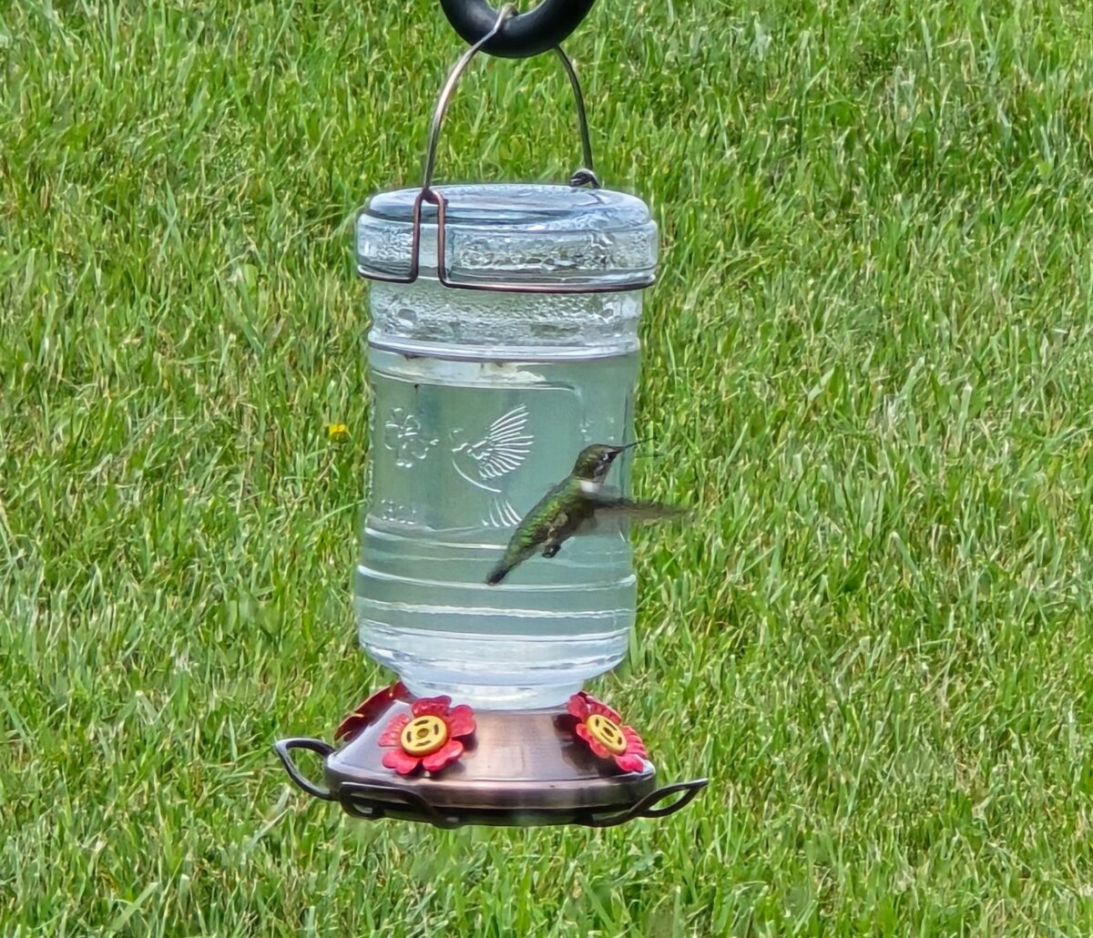 Hummingbird feeder June 2024