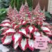 AI-Generated Plant FAKE Photo Red And White Hosta