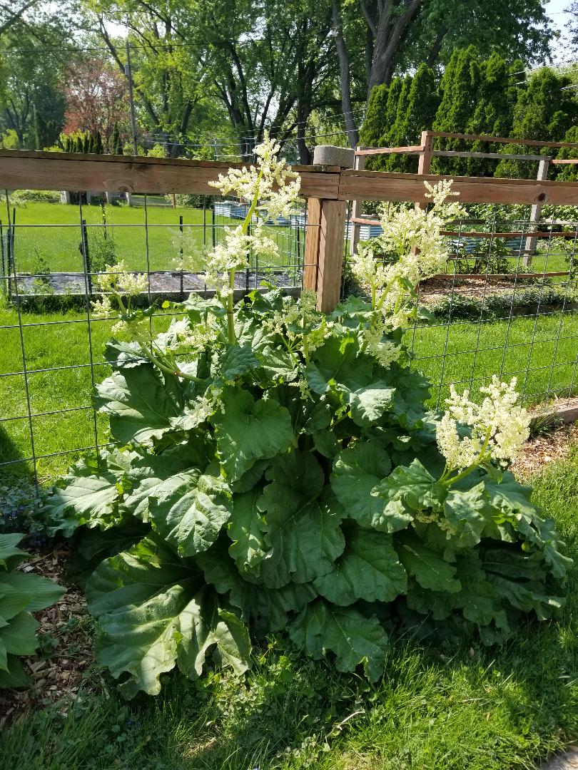 This photo was taken on May 15, 2024, in Middleton, Wisconsin about a block from my home. This beautiful flowering perennial with bold foliage is generally grown for food rather than beauty--it's rhubarb.