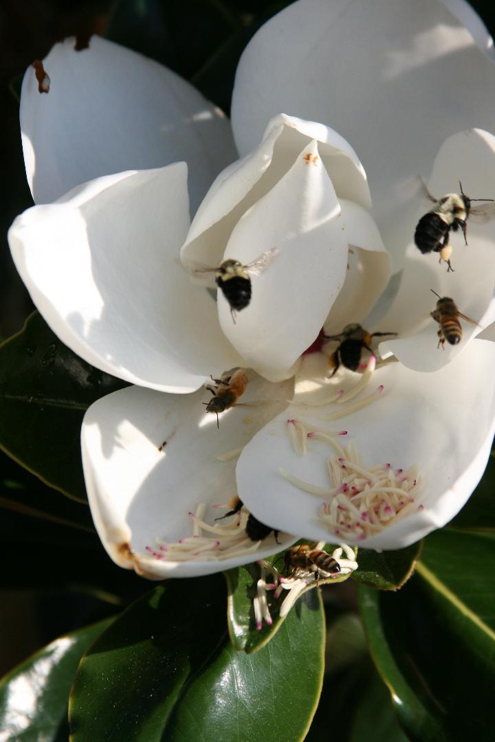 Southern Magnolia with bees