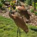 Sandhill Cranes In Wisconsin Garden By Larry Hurley