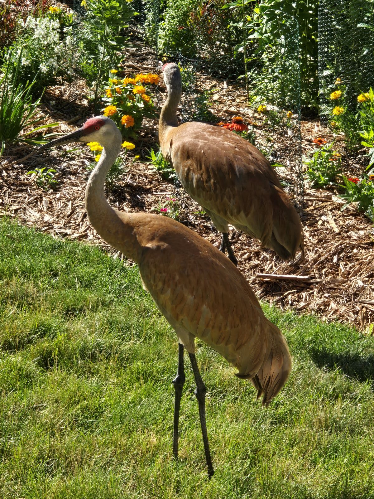 Sandhill Cranes in Wisconsin Garden by Larry Hurley
