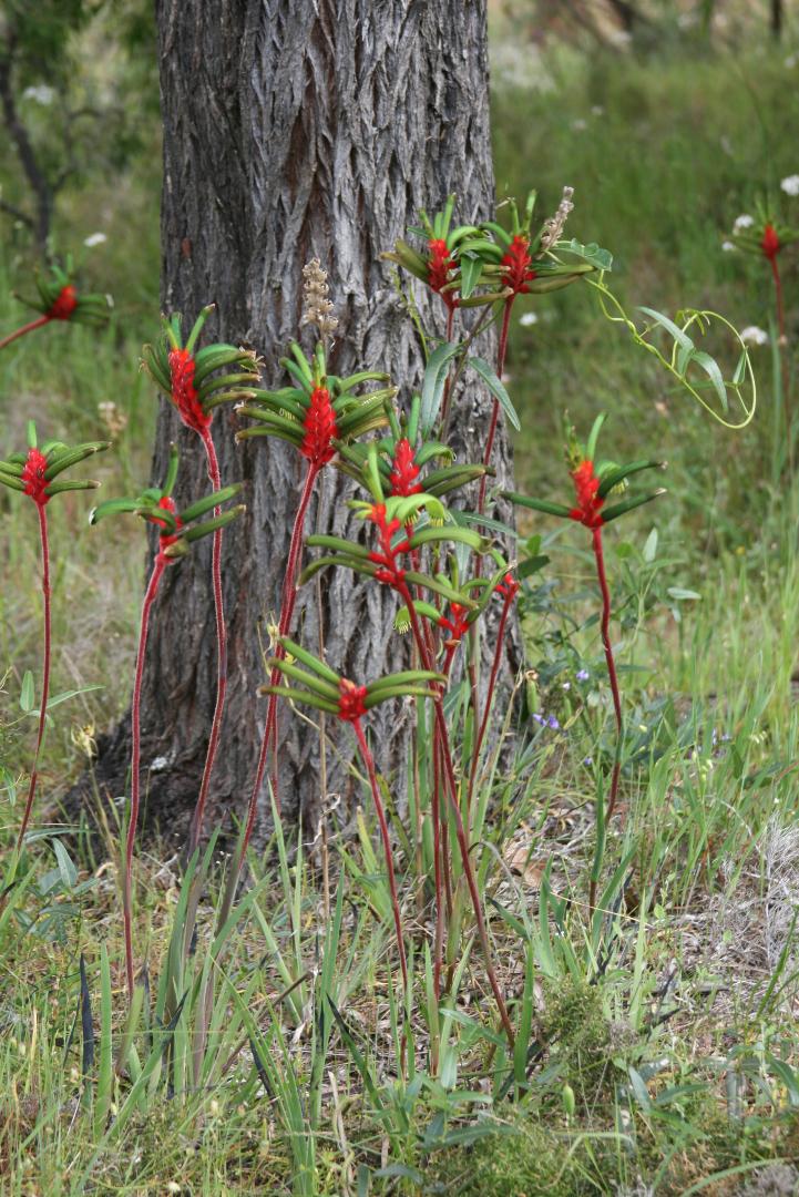 Red and Green Wild Kangaroo Paws
