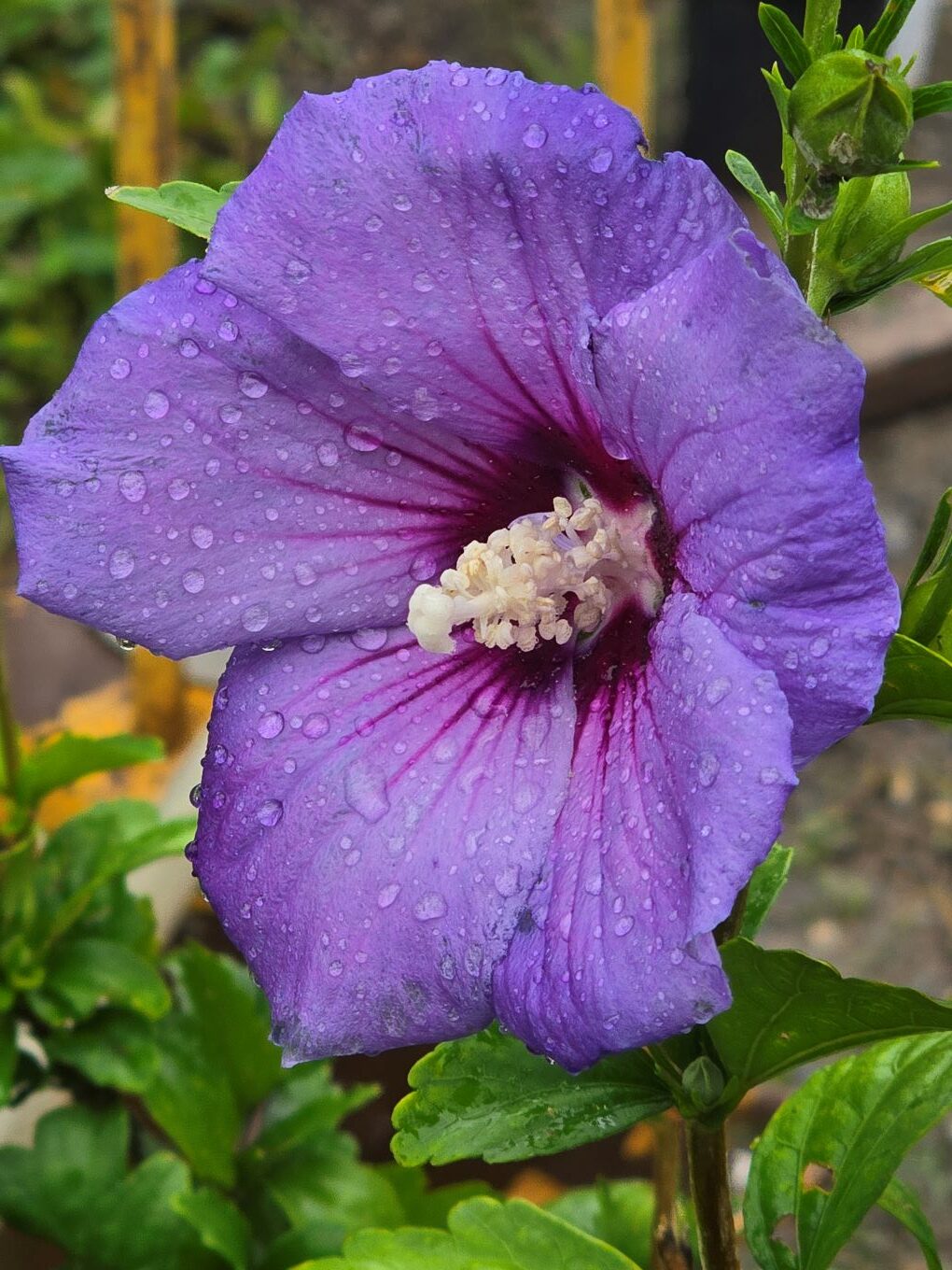 Lavender Rose Of Sharon Lavender Rose Of Sharon