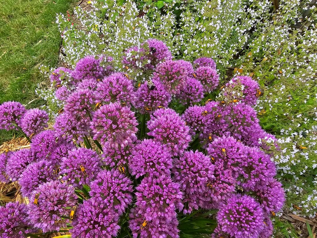 Allium Millenium Allium Millenium with many polinators on it