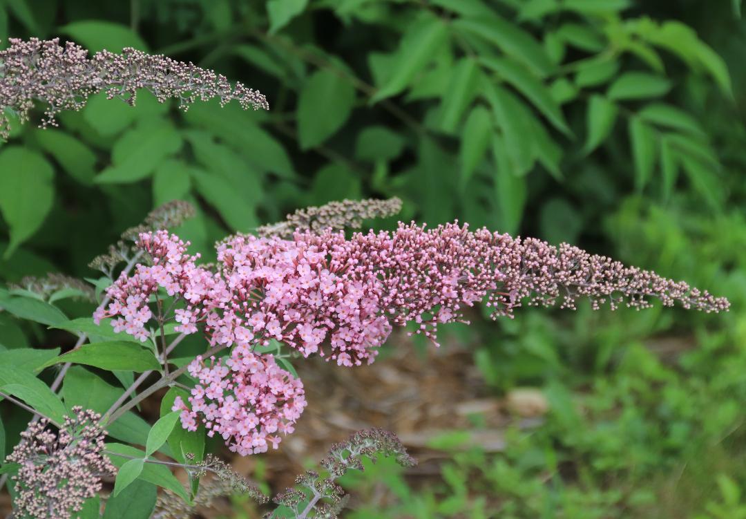 butterfly bush Butterfly bush bloom
