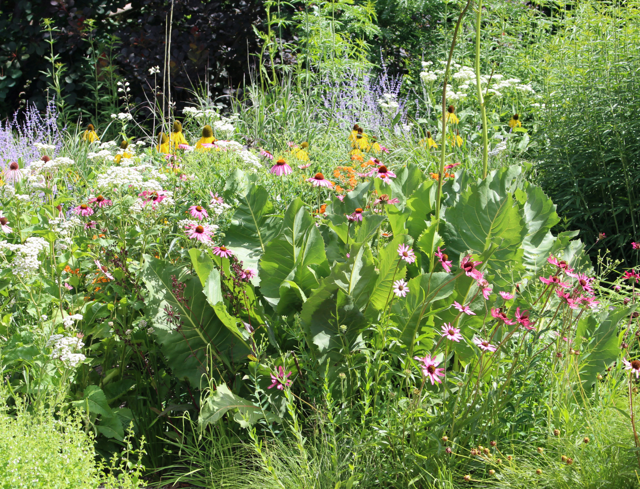 foliage of Prairie Dock with Purple Coneflower and others at Olbrich Botanical Gardens in Madison WI foliage-of-Prairie-Dock-with-Purple-Coneflower-and-others-at-Olbrich-Botanical-Gardens-in-Madison-WI.
