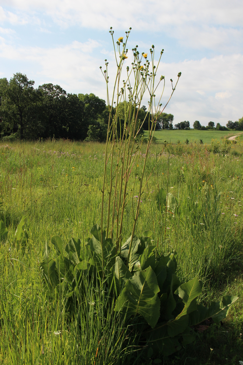 Prairie Dock; Silphium terebinthinaceum; Pheasant Branch Conservancy, Middleton grassland-is-Prairie-Dock