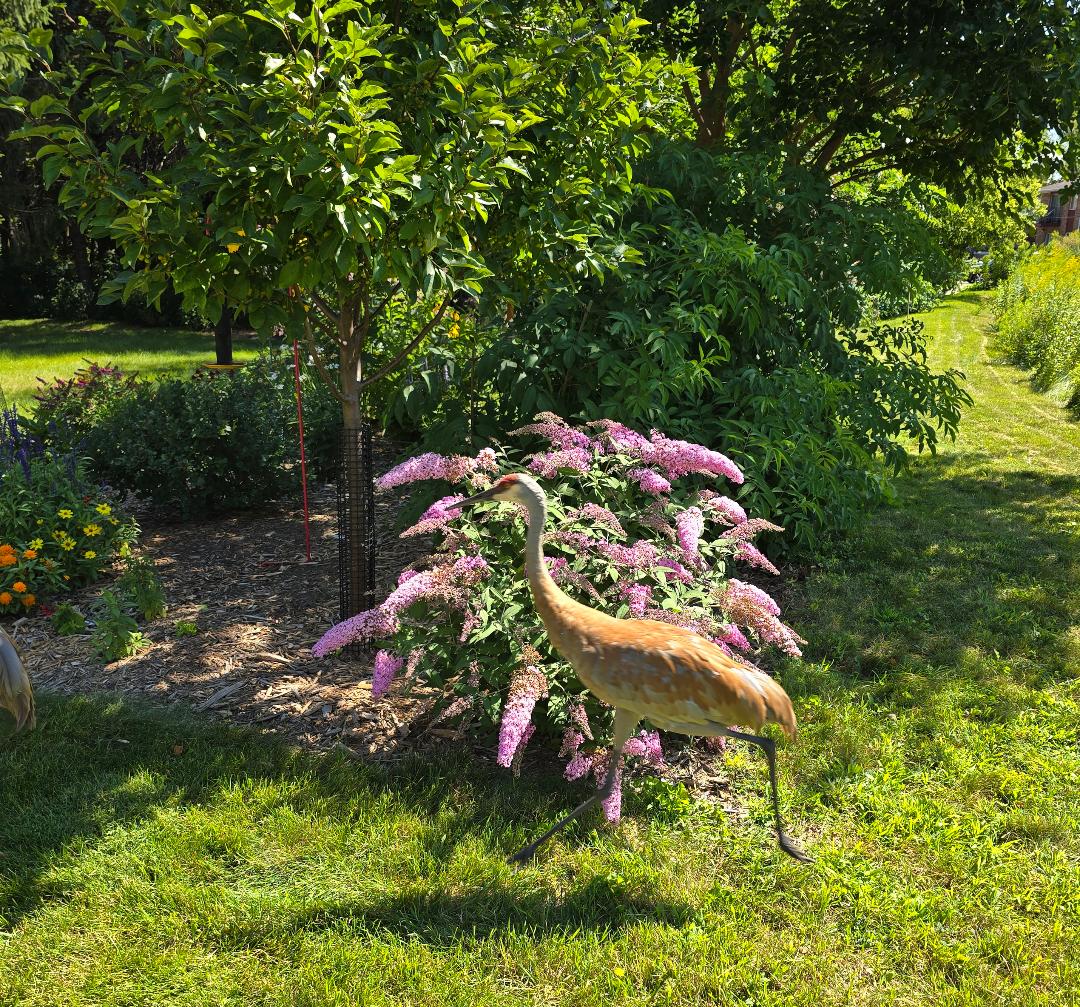 Sandhill Crain photo bomb Larry Hurley's Buddleia