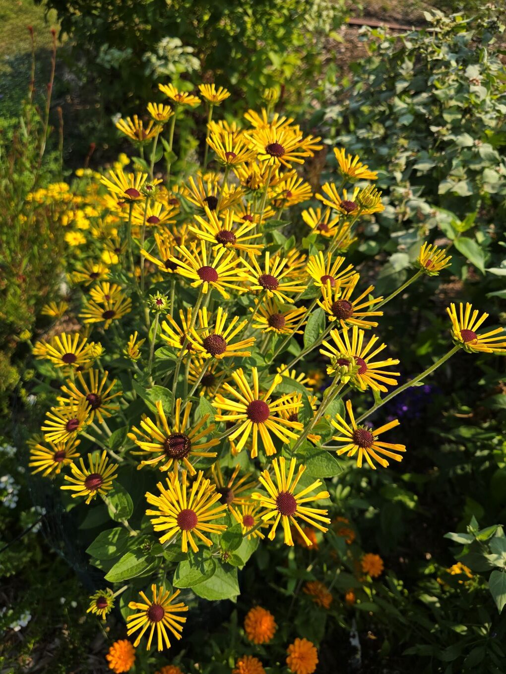 Rudbeckia subtomentosa 'Little Henry'