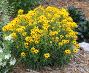 Dwarf Narrow-leaved Sunflower, Helianthus salicifolius 'Autumn Gold'