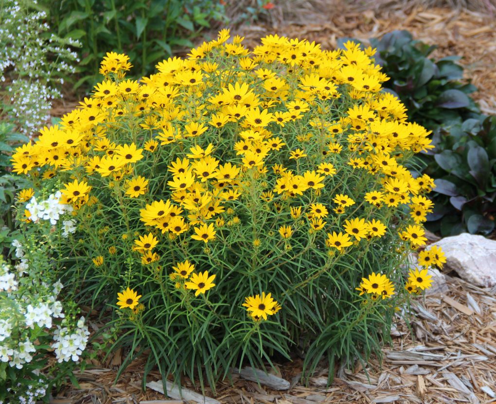 Dwarf Narrow-leaved Sunflower, Helianthus salicifolius 'Autumn Gold'