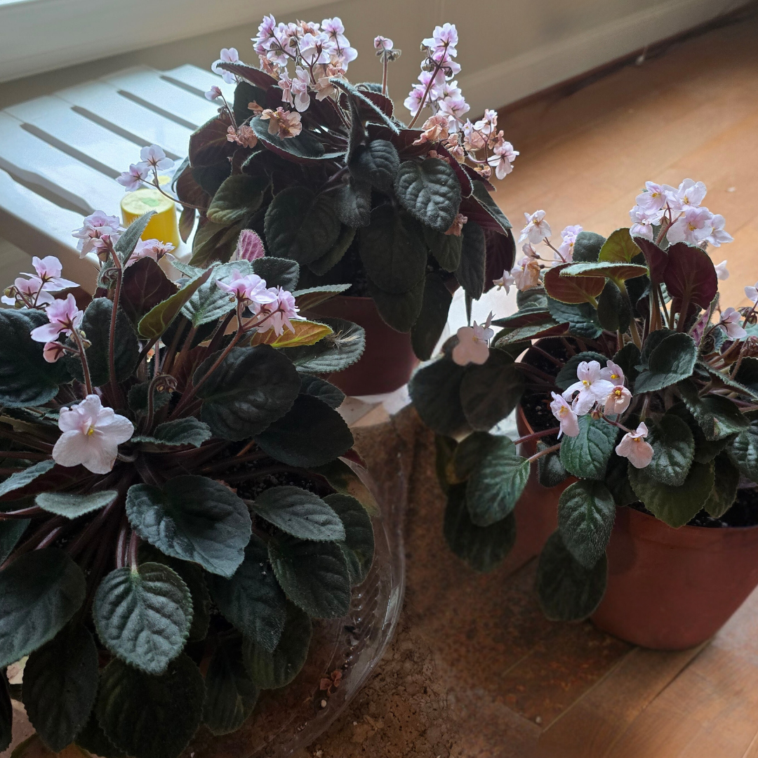 Chanticleer African Violet.