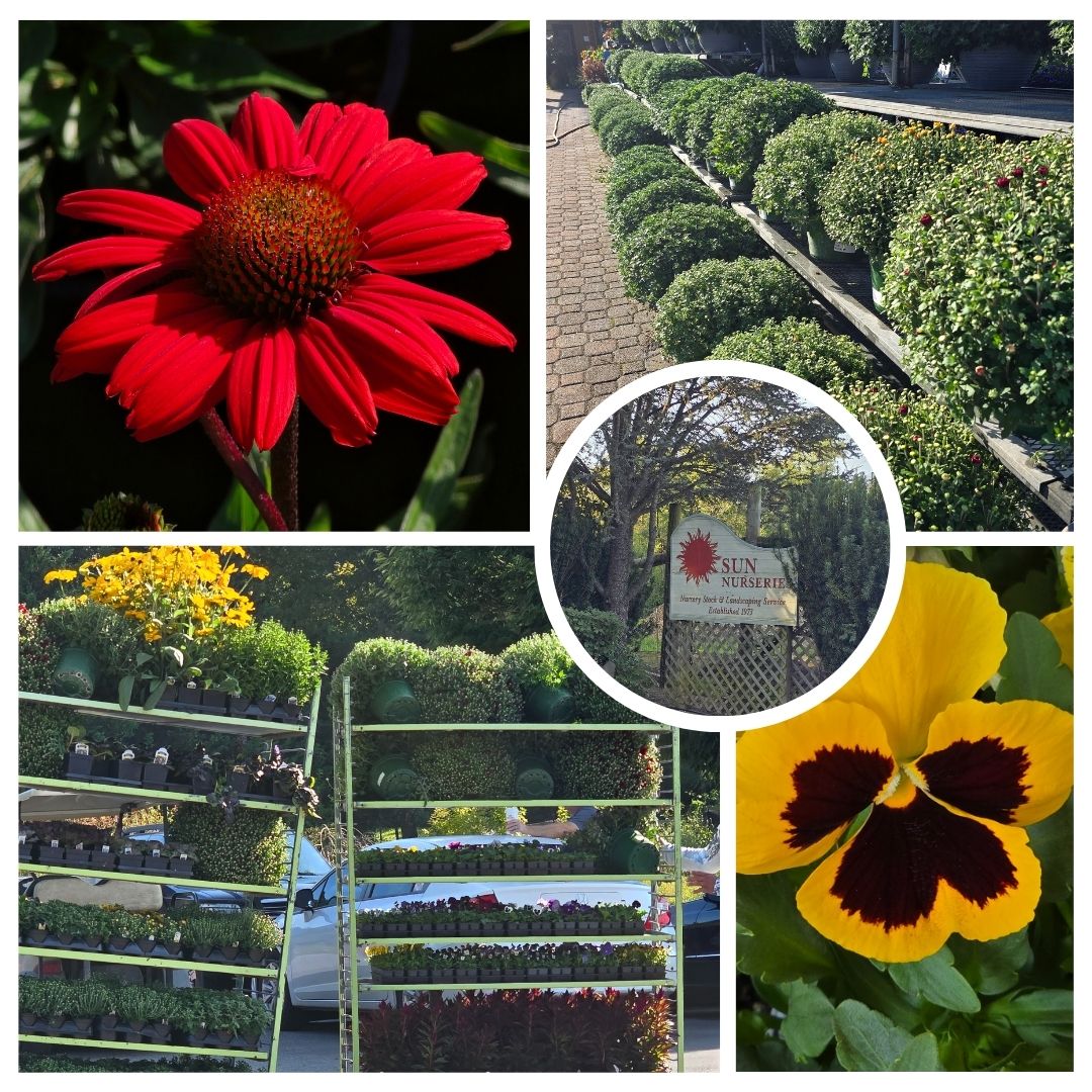 Sun Nurseries