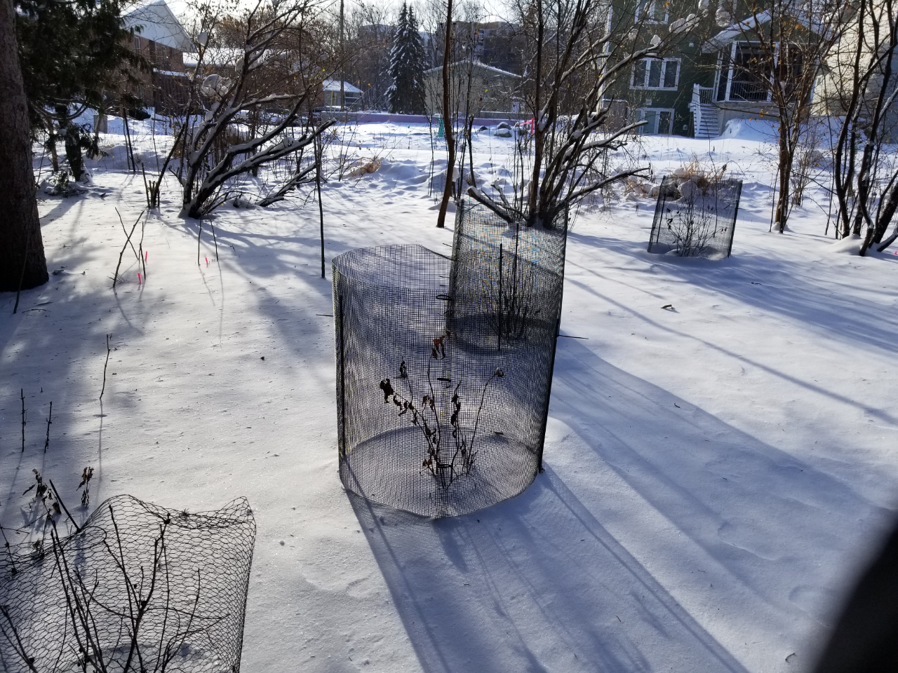 Larry Hurley Over Wintered Trees In Wisc