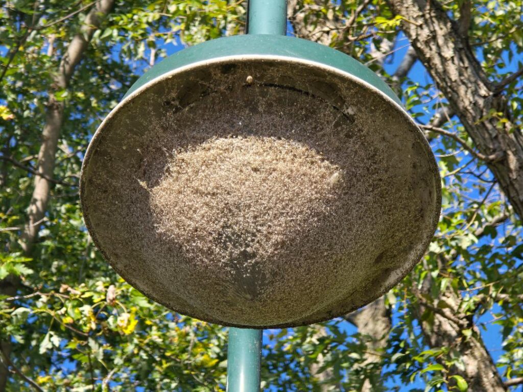 Bugs caught in a spider web in Wisc