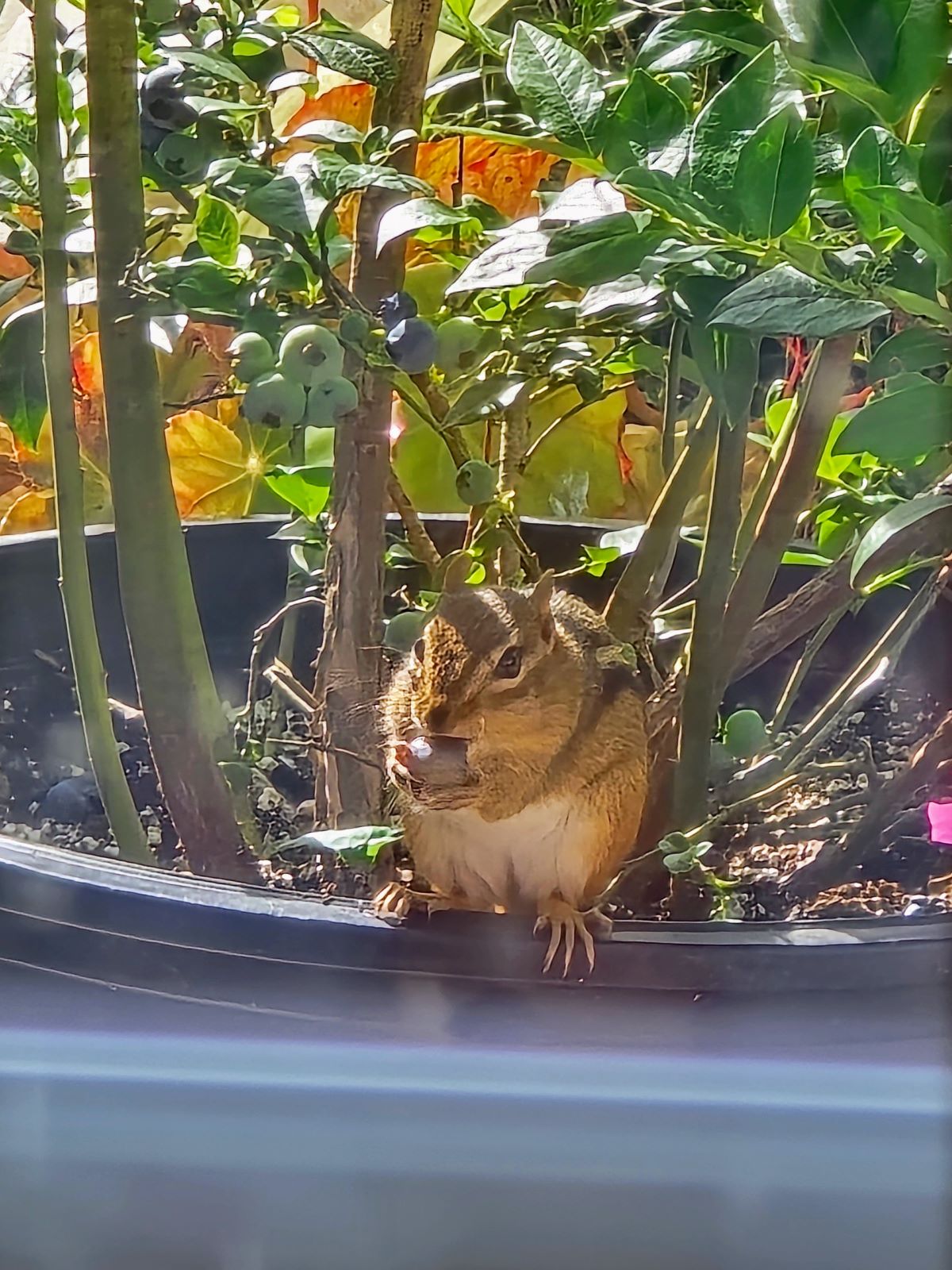 Chipmunk with nut