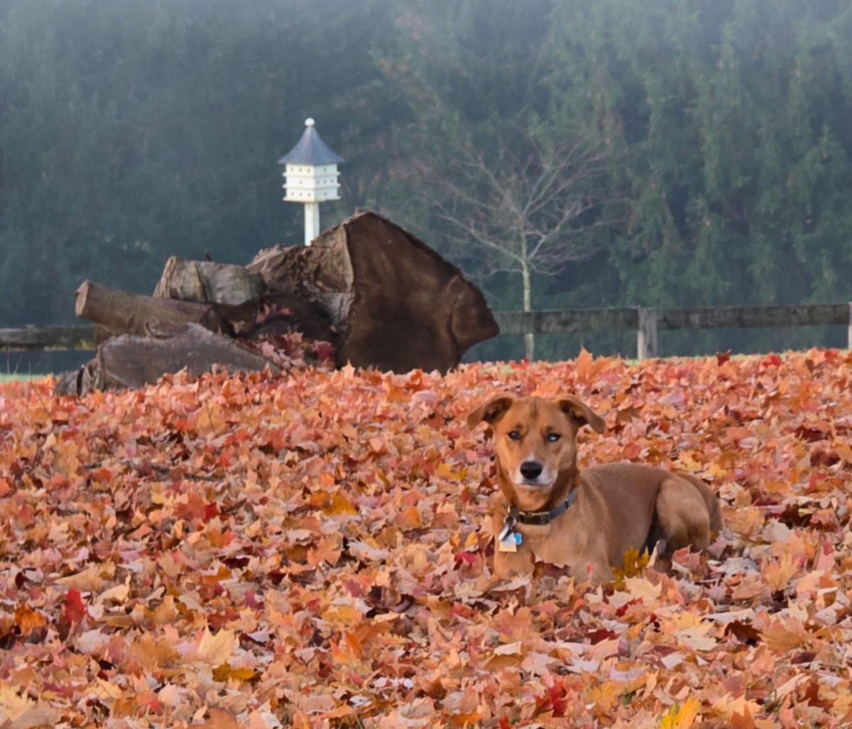 Stephanie's daughters dog, Cooper in fall leaves