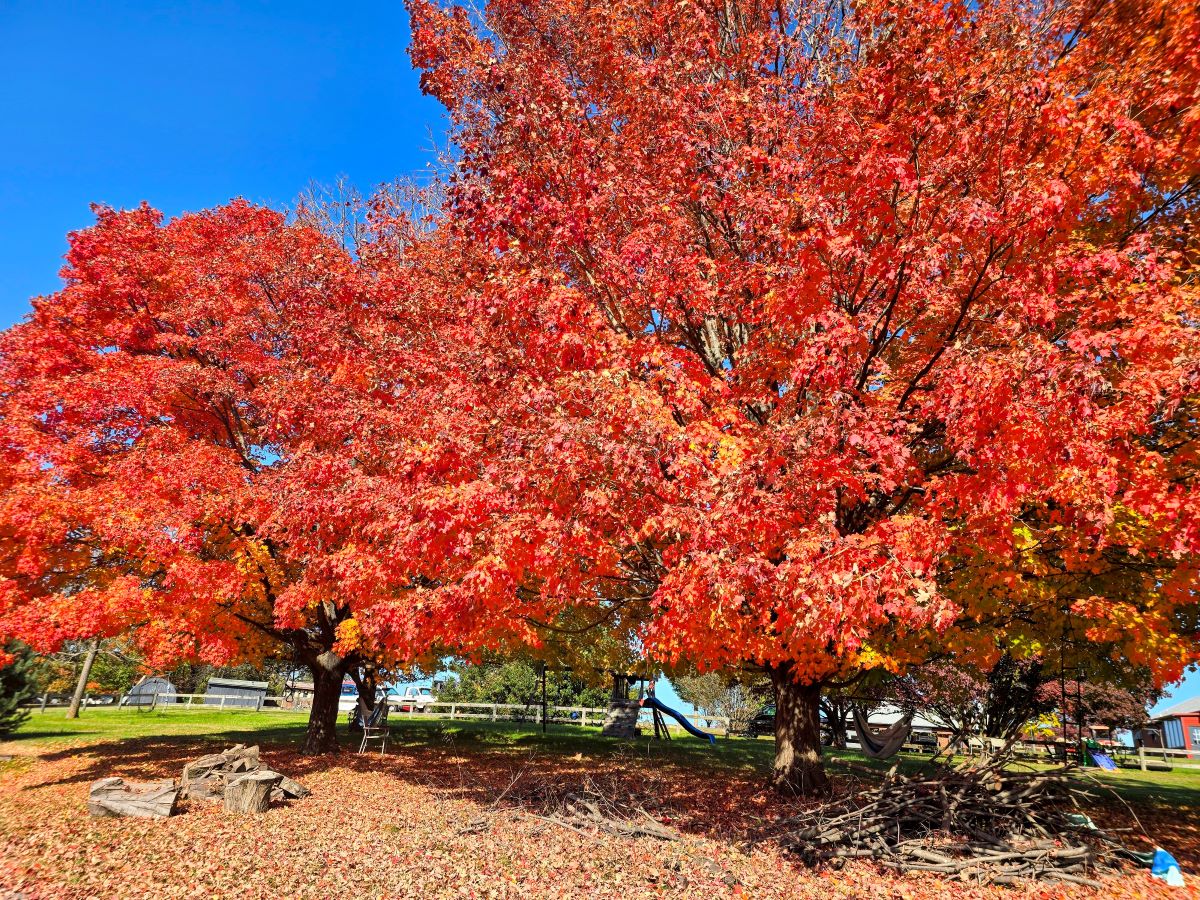 Fall Maple Leaves