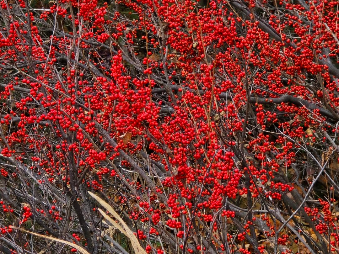 close up of Winterberry