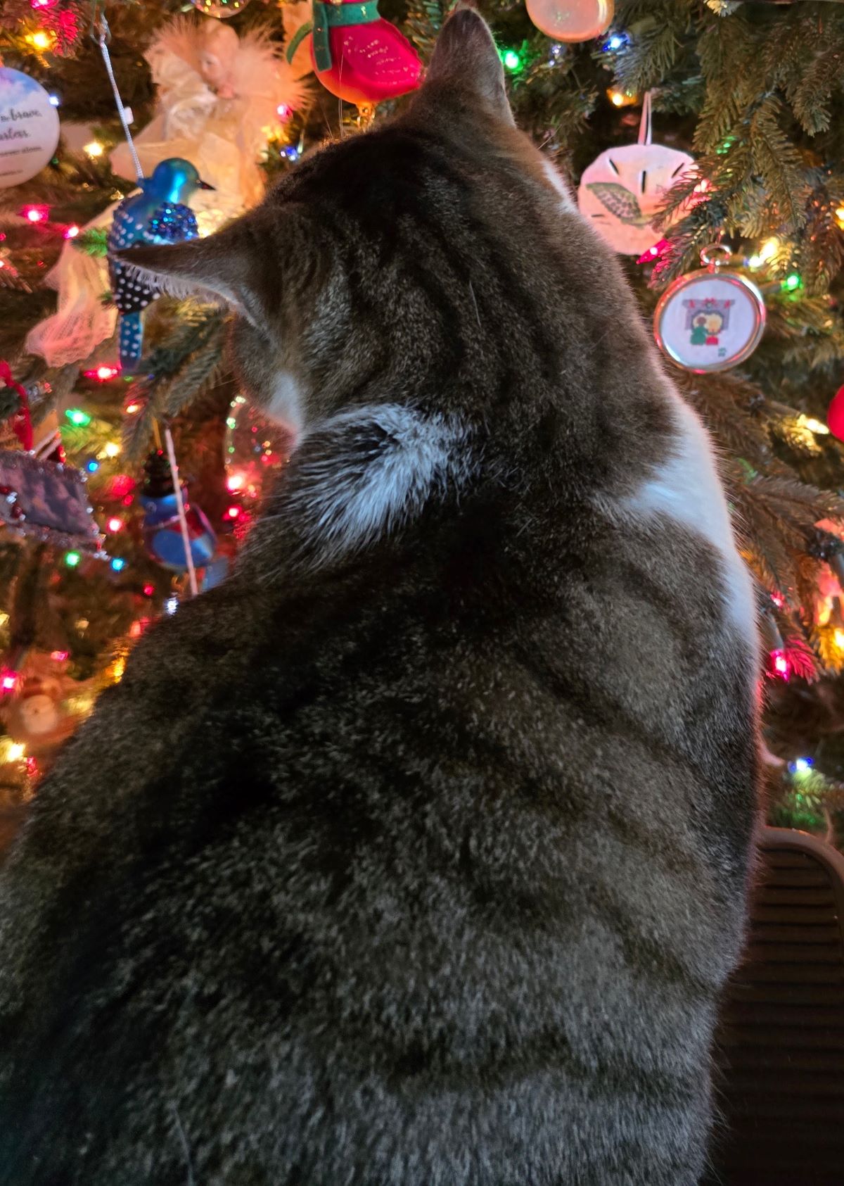 Mr. Teddy supervising the decorating of the Christmas Tree