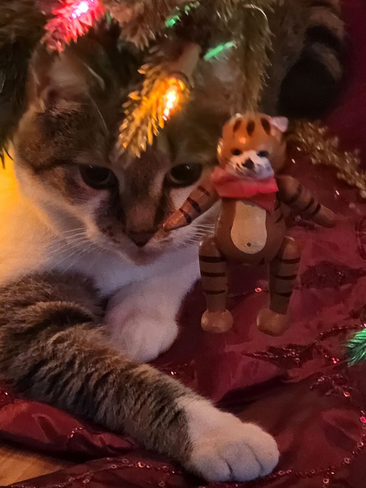 Mr. Teddy Under our tree