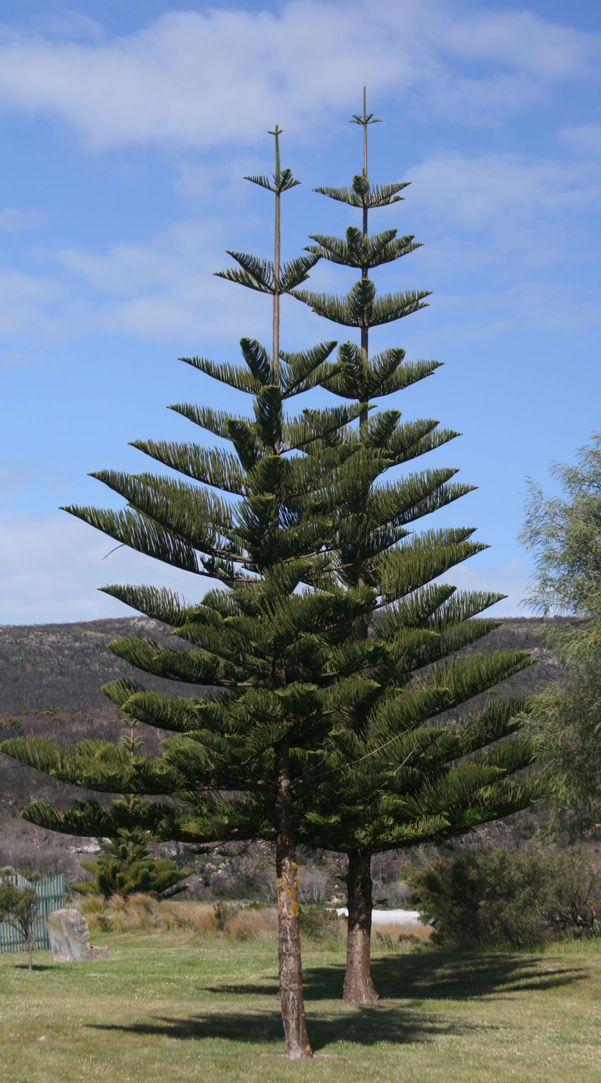 Norfolk Island Pine, Araucaria heterophylla