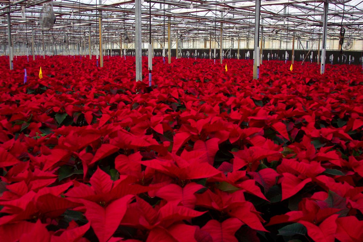 Poinsettias at Behnke's Largo growing location, November 20,2004