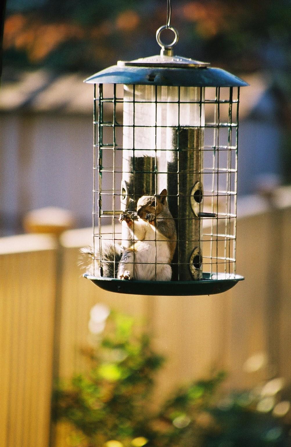 Young squirrel stuck in a bird feeder