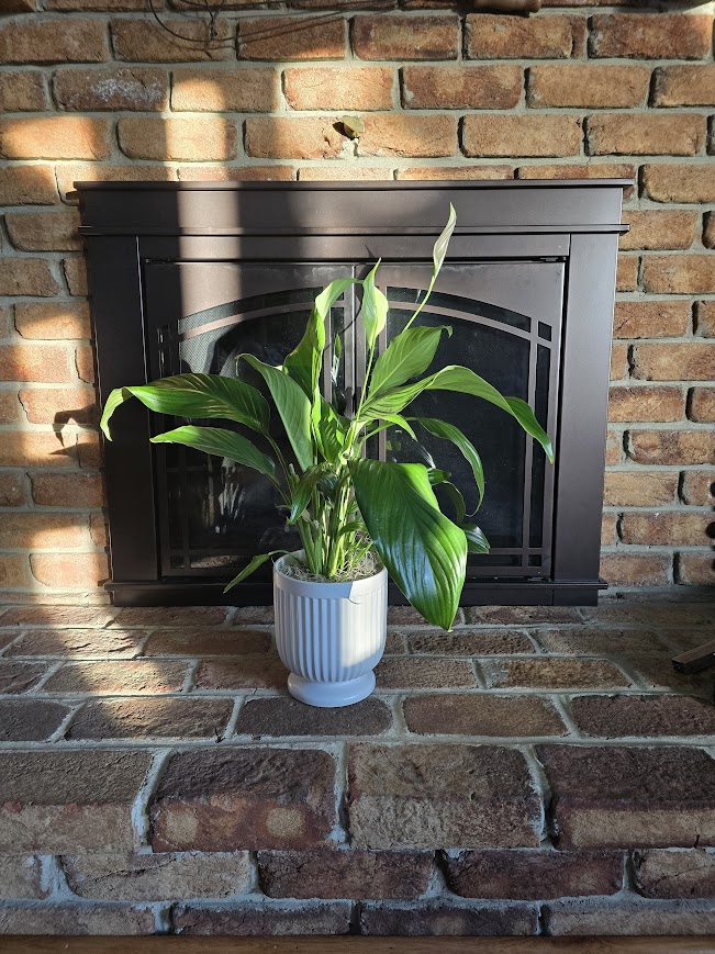 Stephanie's Peace Lily