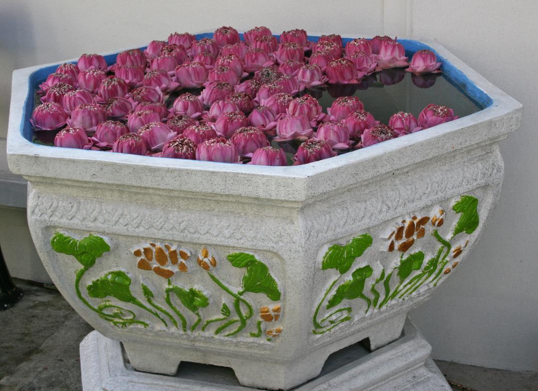 lotus flowers at Wat Arun temple