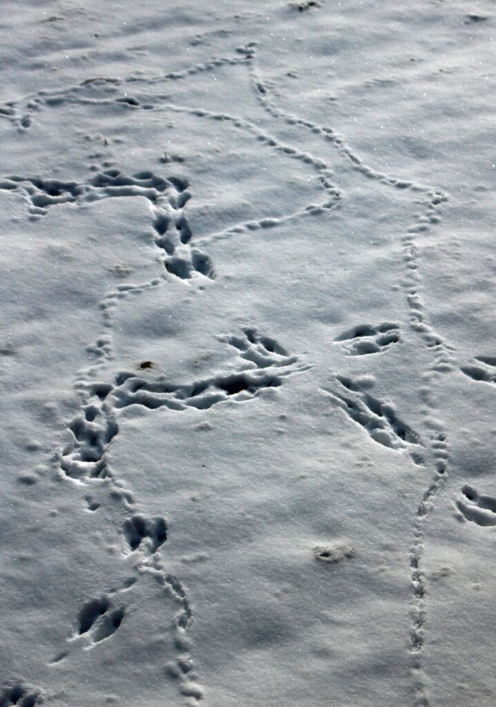 Snow in DC: Wildlife Tracks and Backyard Wonders - Beyond Behnkes
