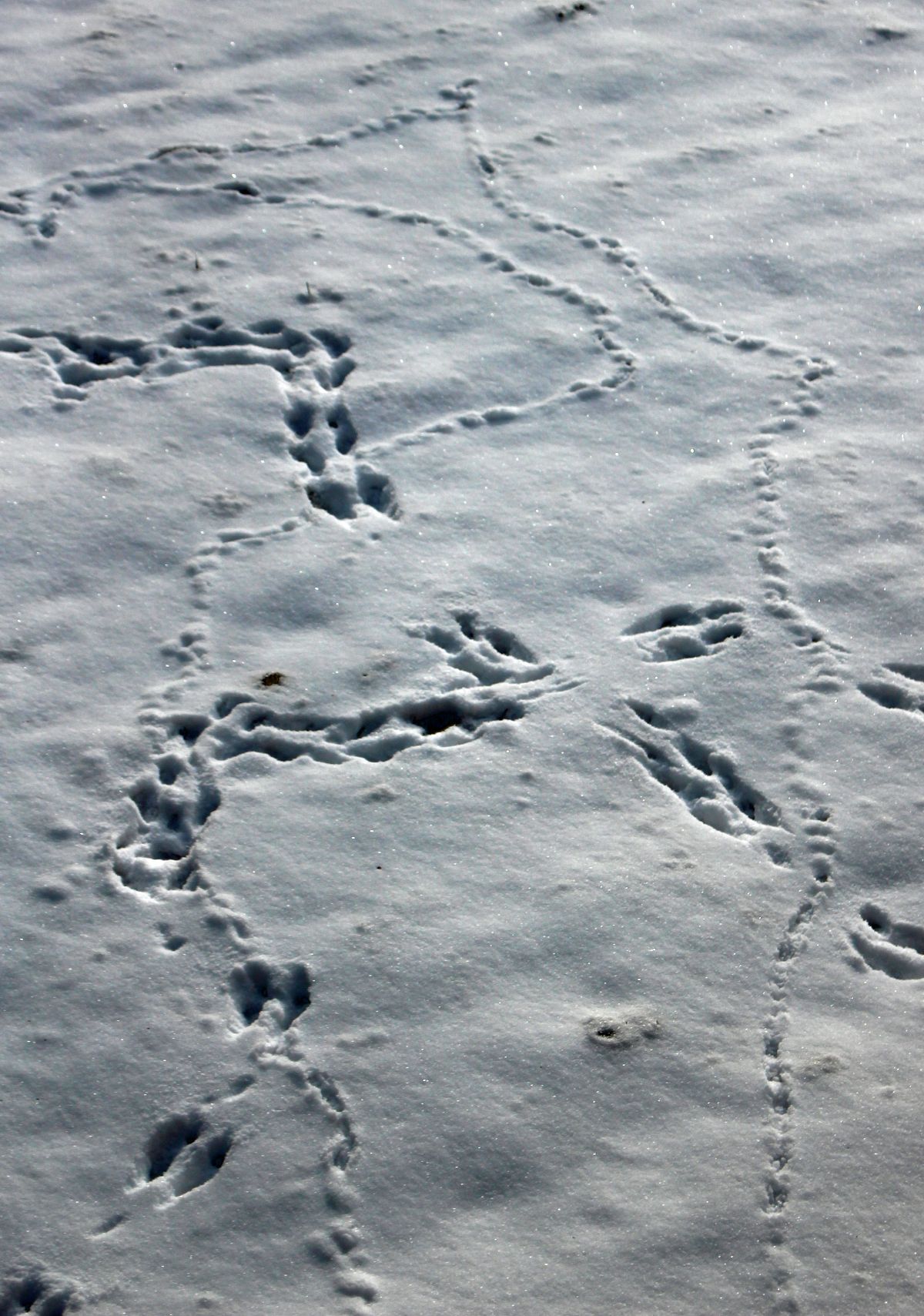 Wisconsin Animal tracks by Larry Hurley
