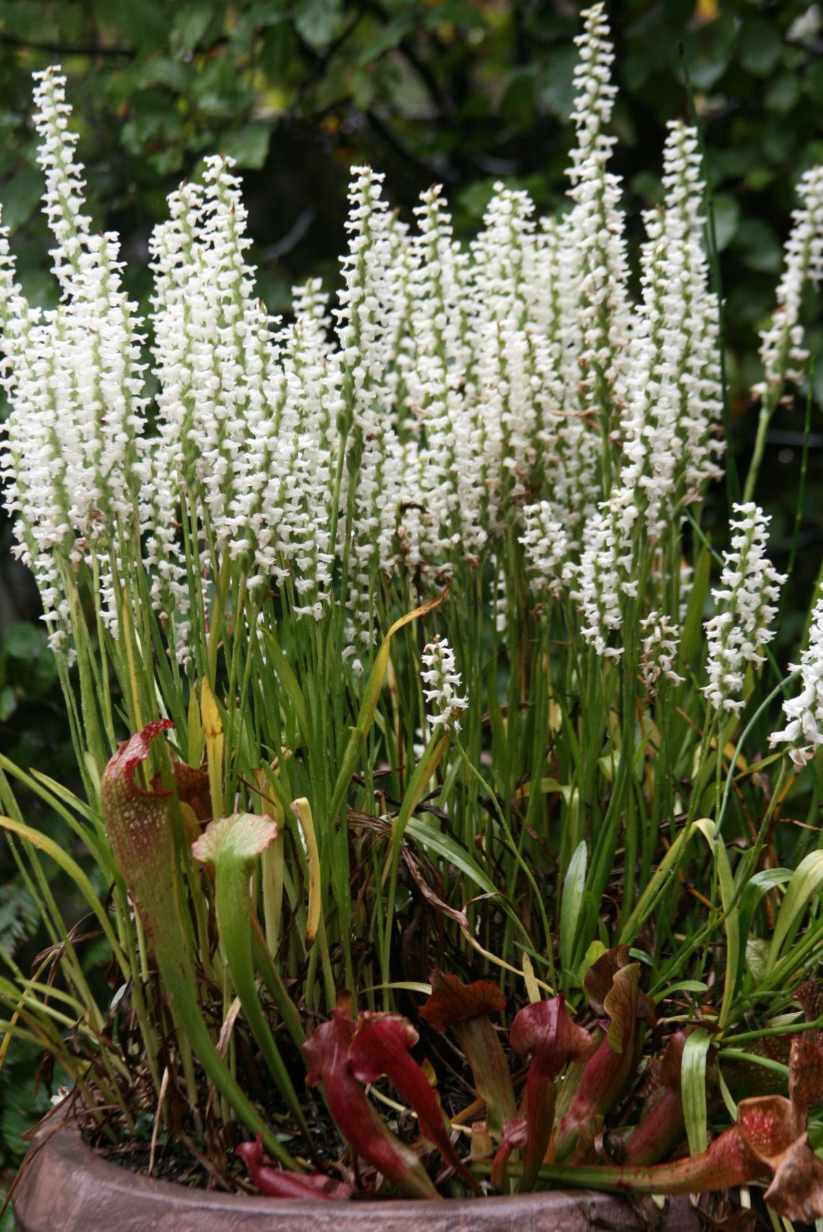 Ladies Tresses Orchids by Larry Hurley at Longwood Gardens