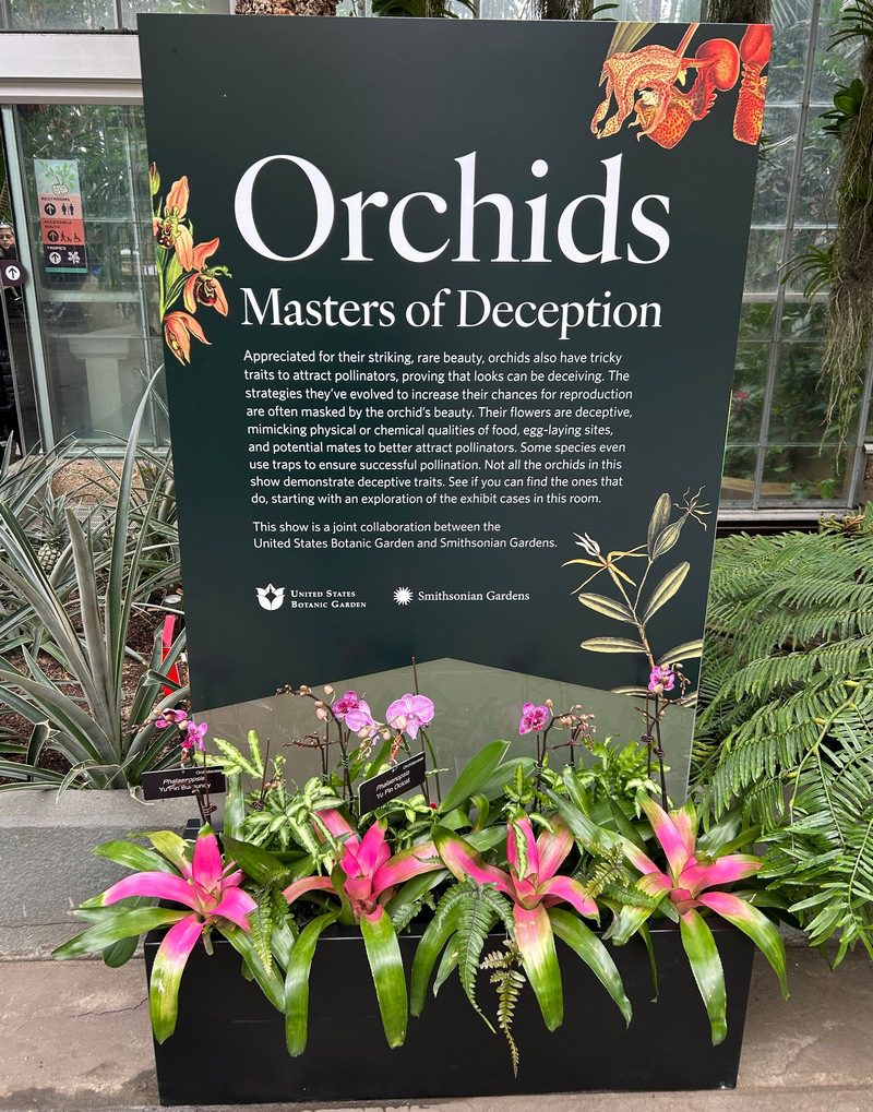 usan Harris Orchid show 2025