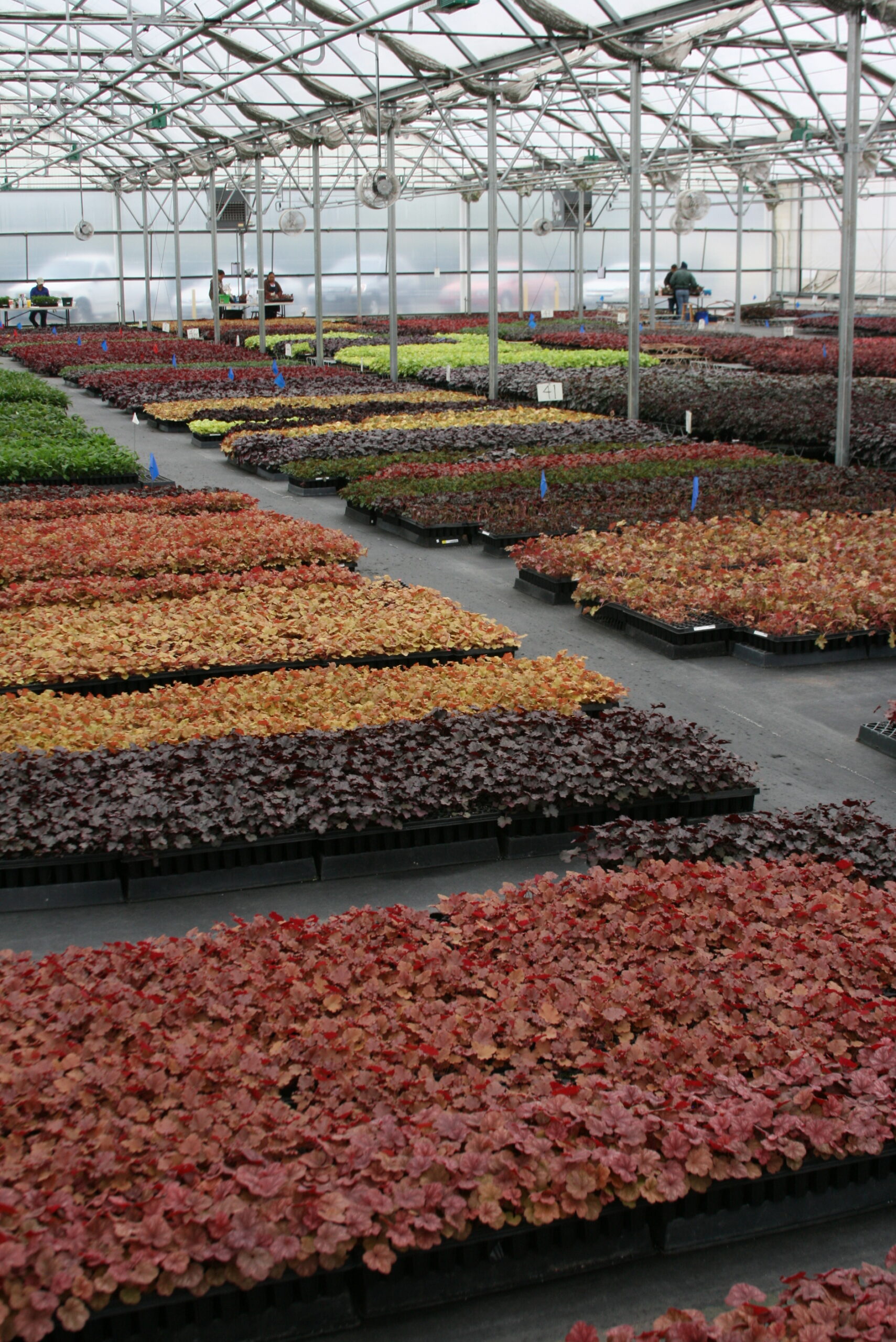 Terra Nova Nurseries