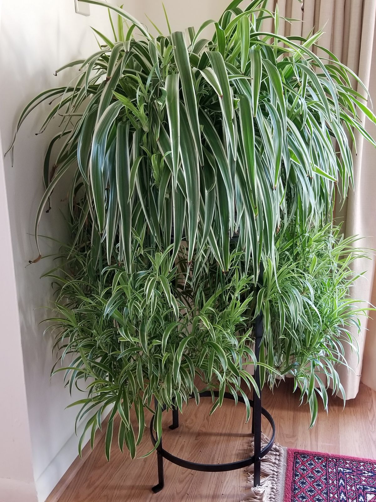 spider plant by Larry Hurley