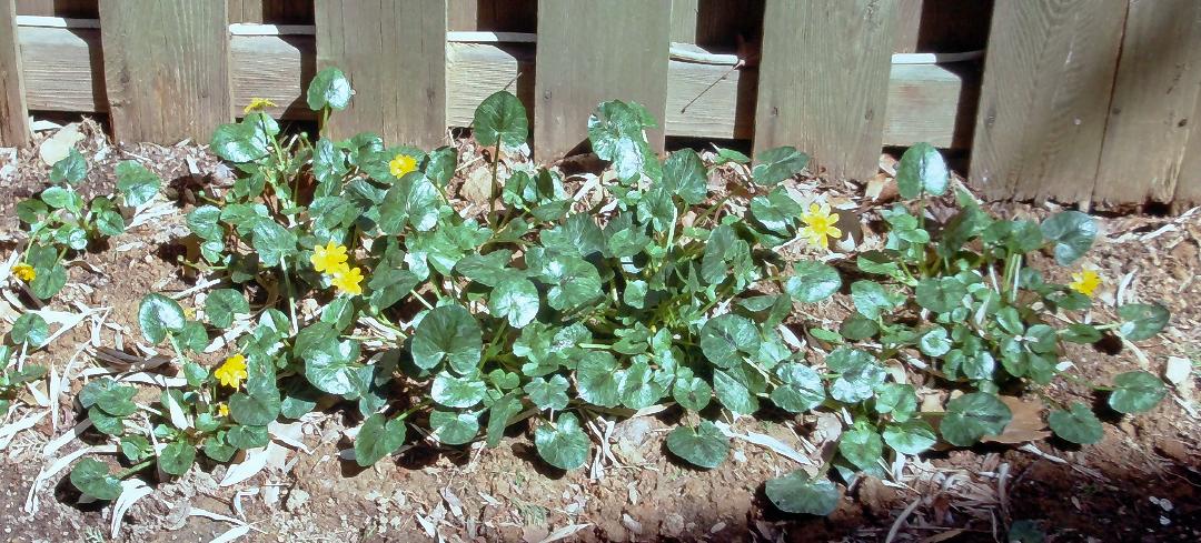 invasive species Lesser Celandine