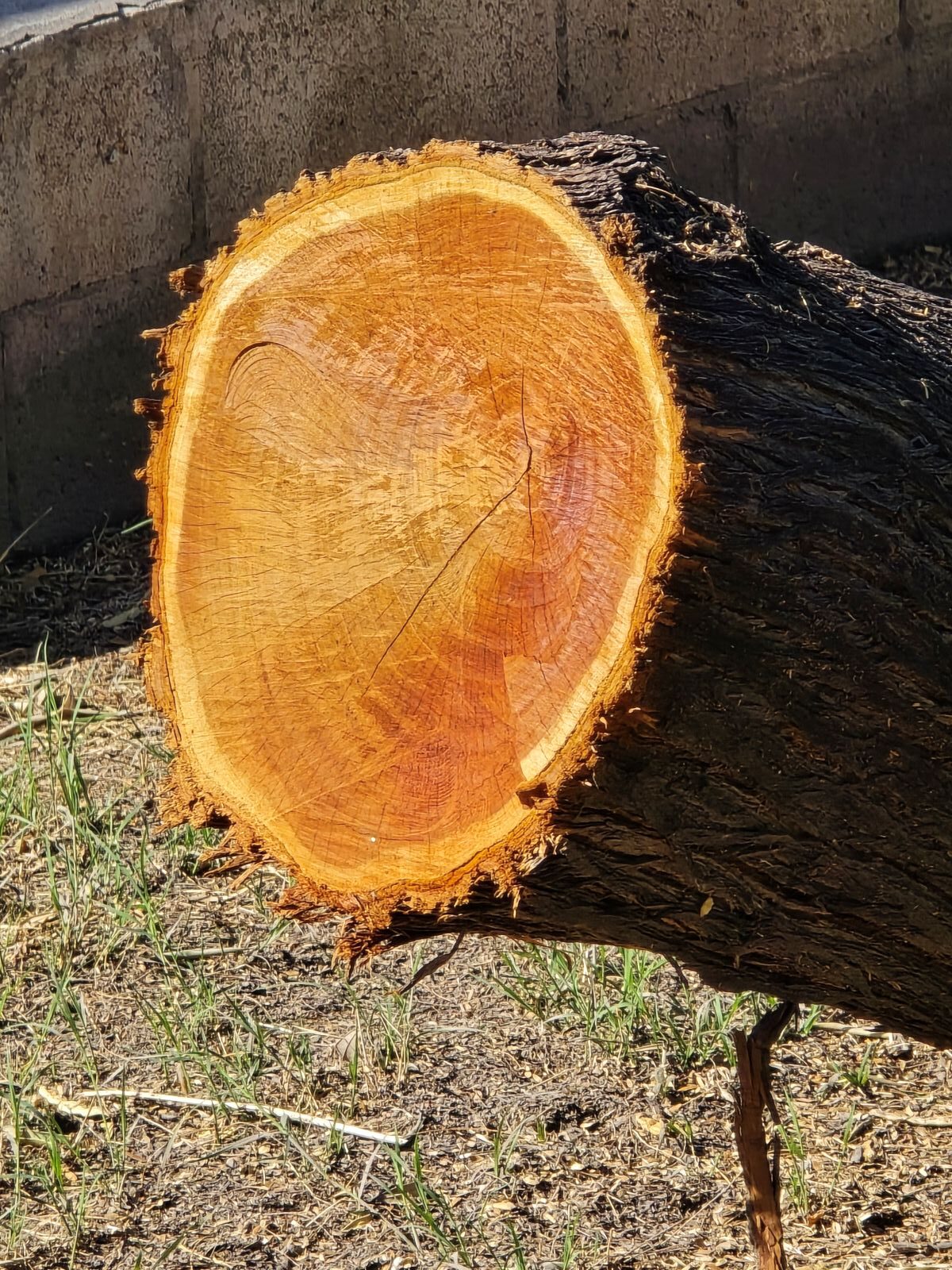 Mesquite tree (dicot)