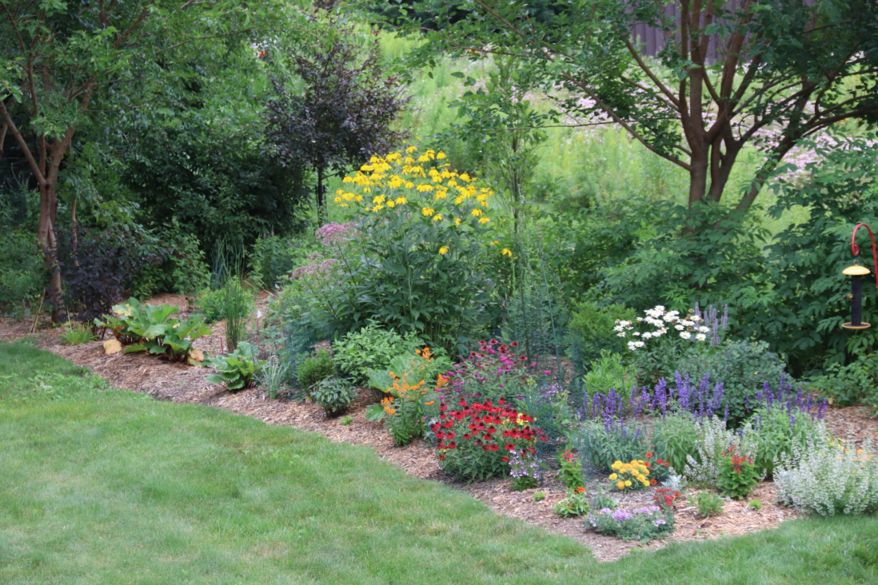 One of Larry's gardens in Wisconsin, with Rudbeckia 'Herbstsonne'.