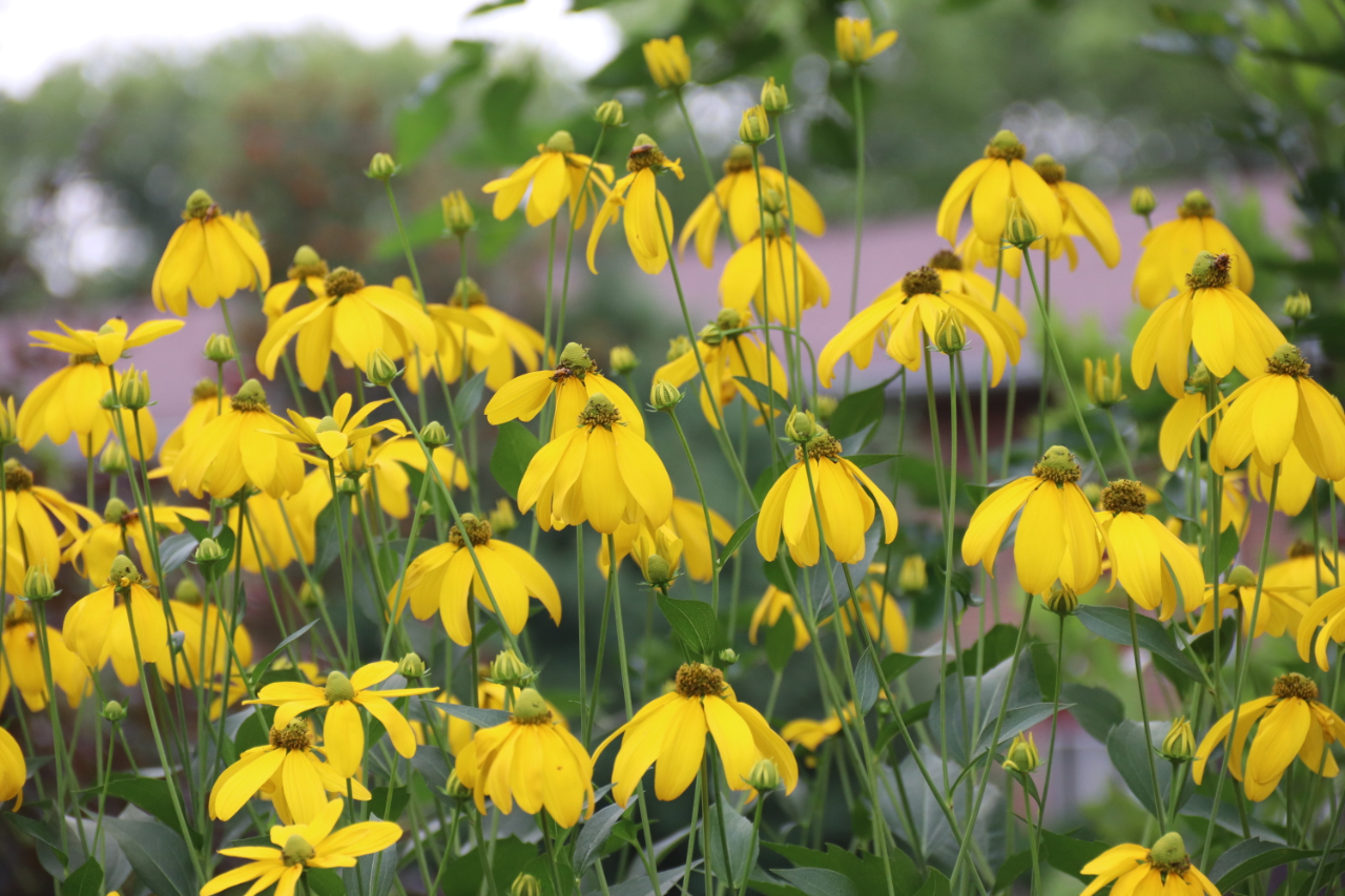 Closeup of Flowers, with pollinating insects.