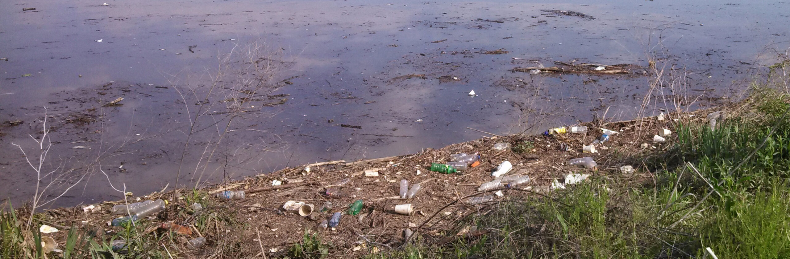 Shoreline of the Anacostia River