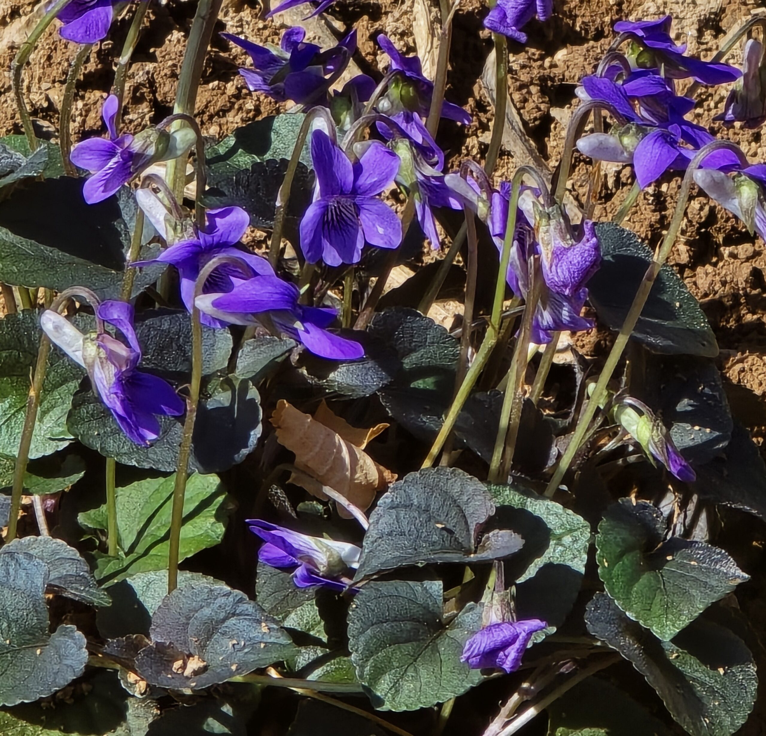 Viola laboradorica, Labrador Violet